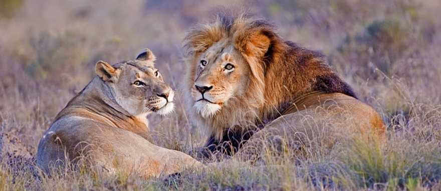Lion couple lounging in African savanna