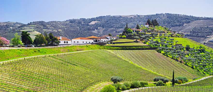 Vineyard in the Douro Valley, Portugal