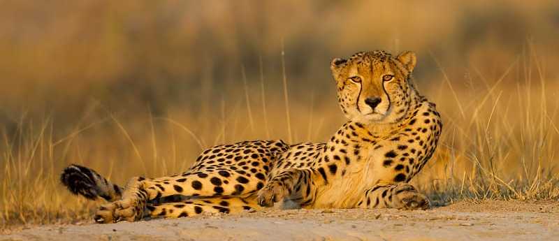 A cheetah lying on the ground in African Savanna in Botswana.