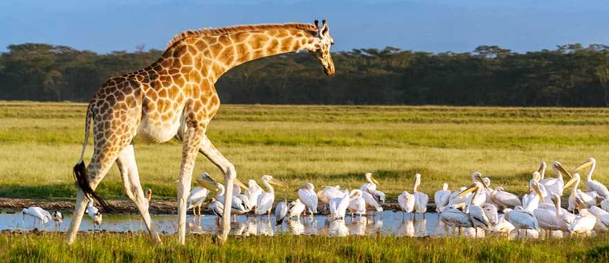 Giraffe and pelicans in Lake Nakuru National Park, Kenya