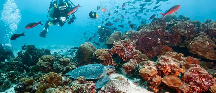 Scuba diving in the Galapagos Islands Scuba divers observing a sea turtle in the Galapagos Islands