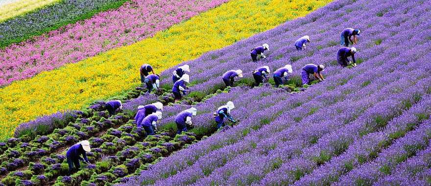 Flower farmer in Hokkaido, Japan