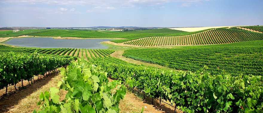 Alentejo is a legendary wine-growing region in Portugal