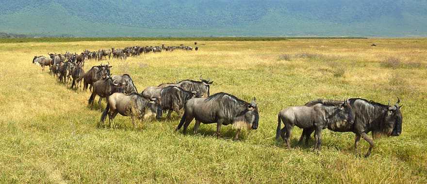 Wildebeest on the move during the great migration in Kenya Africa