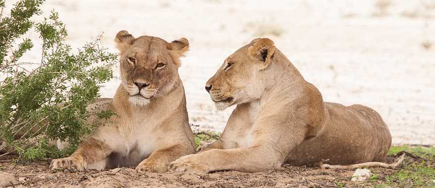 Lionesses at Kgalagadi Transfrontier Park, Botswana