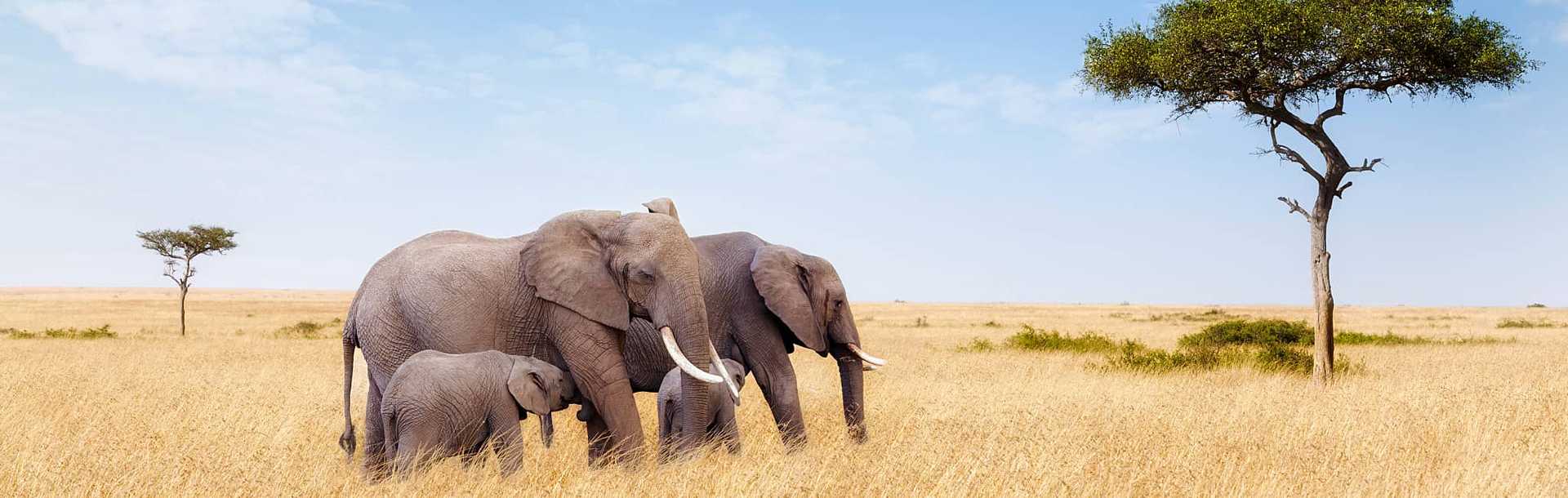 Two adult elephants and calves in the grasslands of Masai Mara with acacia trees
