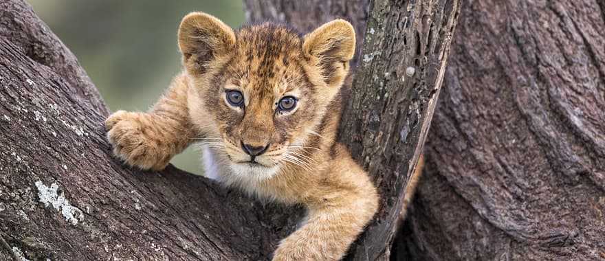 Lion cub in a tree, Tanzania