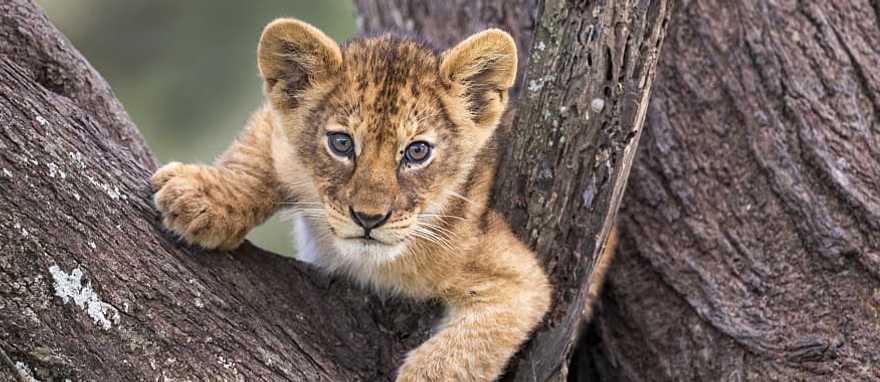 Lion cub in a tree, Tanzania Lion cub in a tree, Tanzania