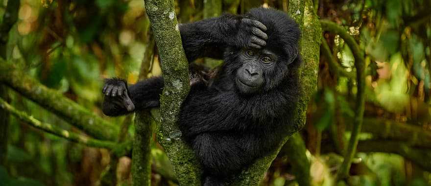 Gorilla in Bwindi NationalP Park in Uganda