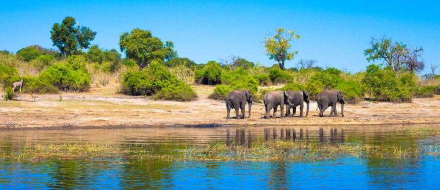 Elephants at a watering hole in Chobe National Park, Botswana