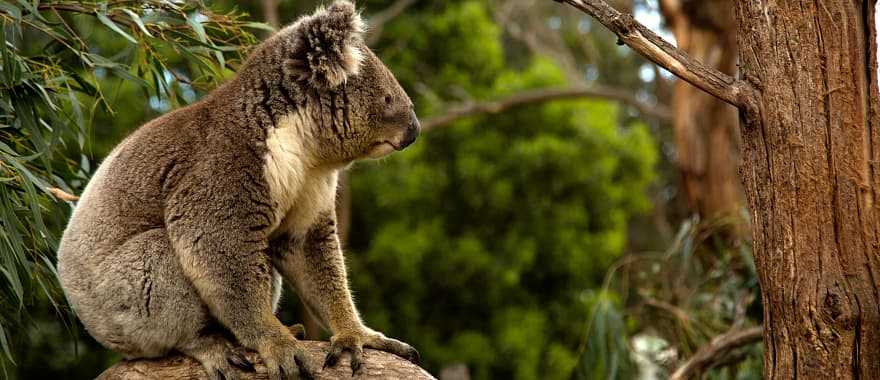Koala in a tree, Australia 