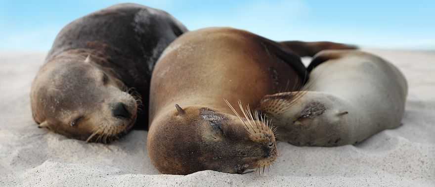 Sea lions cuddling on a beach in the Galapagos Islands, Ecuador