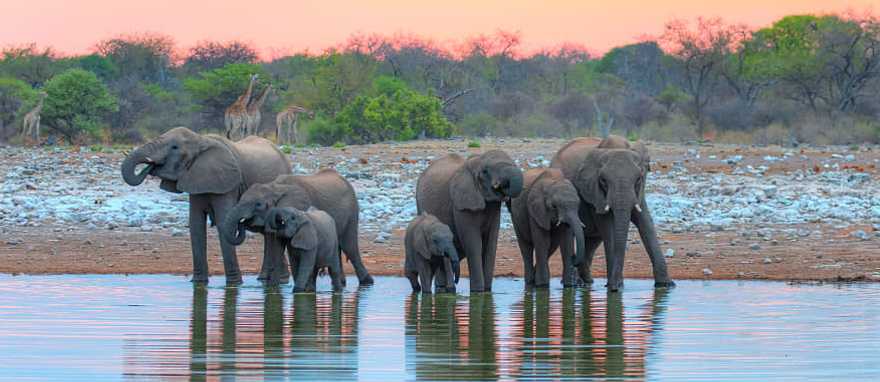 Etosha National Park in Namibia Etosha National Park in Namibia