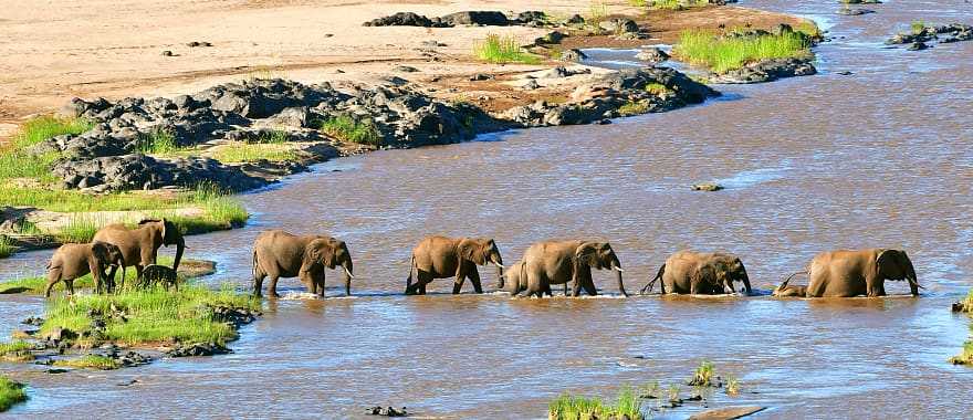 Elephants cross the river, Kruger National Park, South Africa.