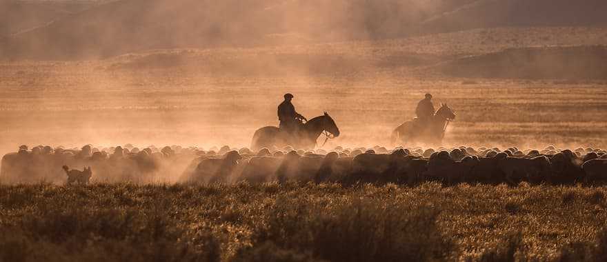 Gauchos herding sheep on an estancia in Argentina