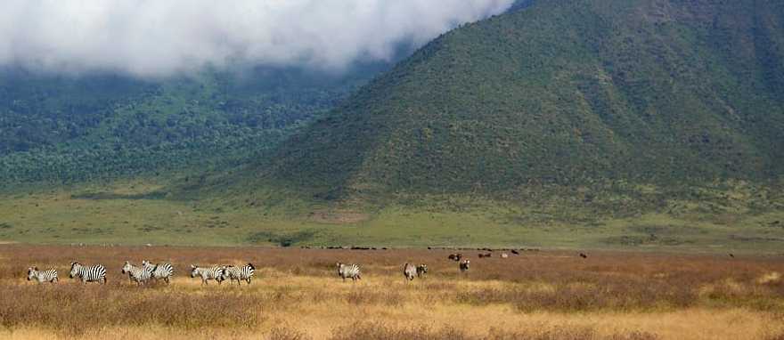 Zebras graze in Ngorongoro crater, Tanzania Zebras graze in Ngorongoro crater, Tanzania