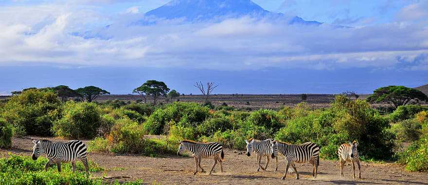 Zebras in Amboseli National Park, Kenya