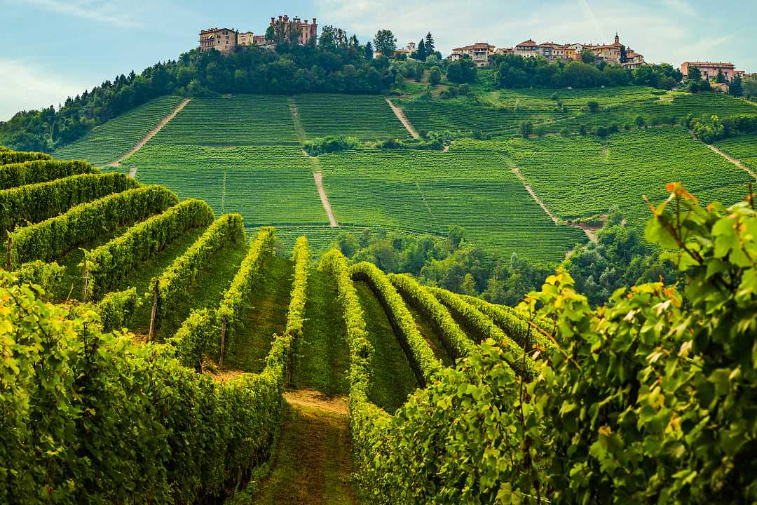 Vineyards on the hillside surrounding Novello in the Piedmont Region of Italy