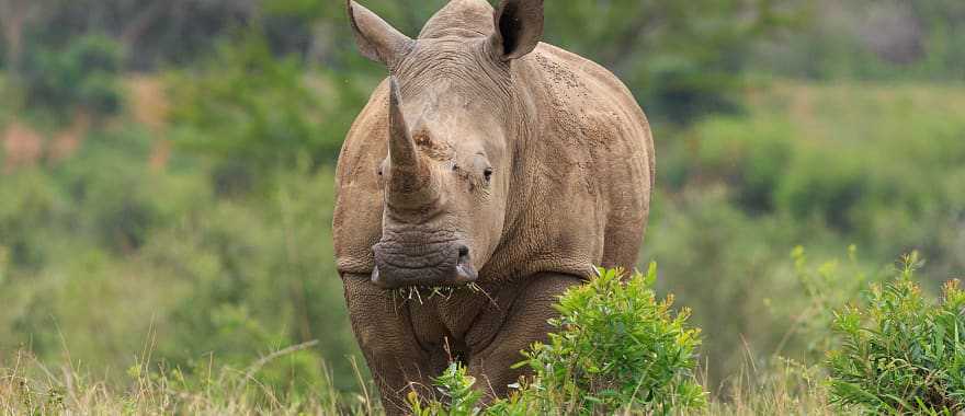 Rhino at Hluhluwe-iMfolozi Park, South Africa