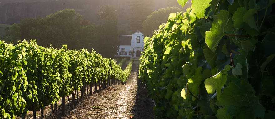 Vineyard in Cape Town,  South Africa