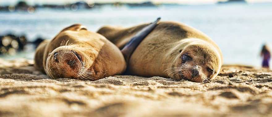 Sea lions basking on the beach, Galapagos, Ecuador