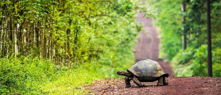 Giant tortoise crossing a dirt road through the jungle trees in the Galapagos, Ecuador