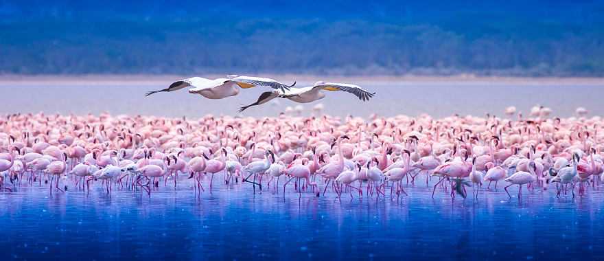 Flock of flamingos in Lake Nakuru, Kenya