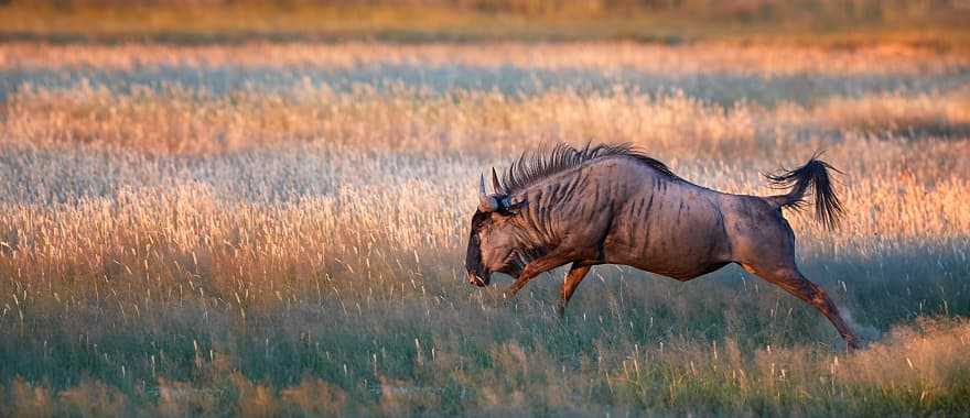 Wildebeest in the African savanna, South Africa