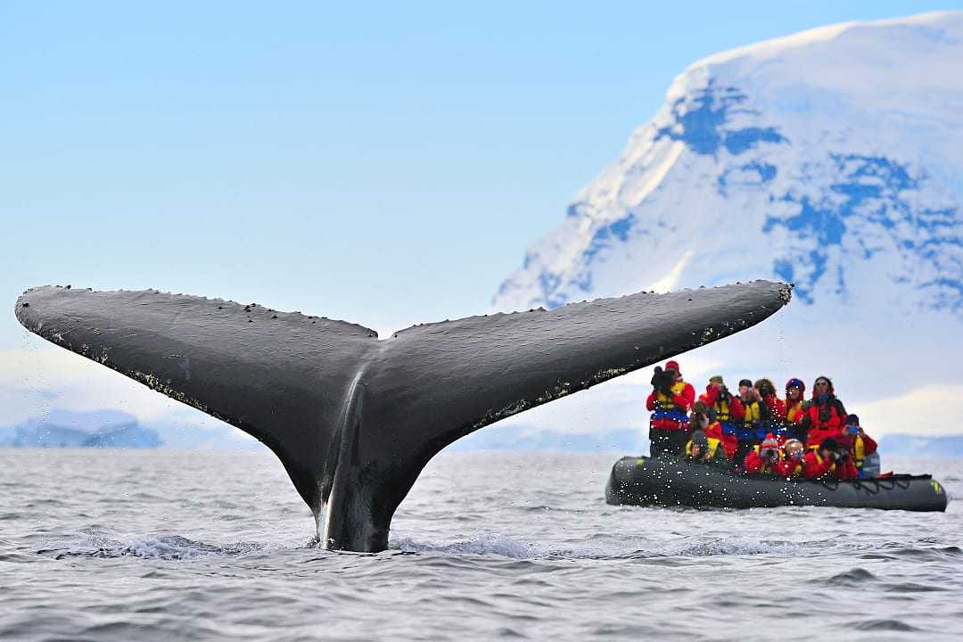 Tourist photographing a whale tale breaching the surface in Antarctica