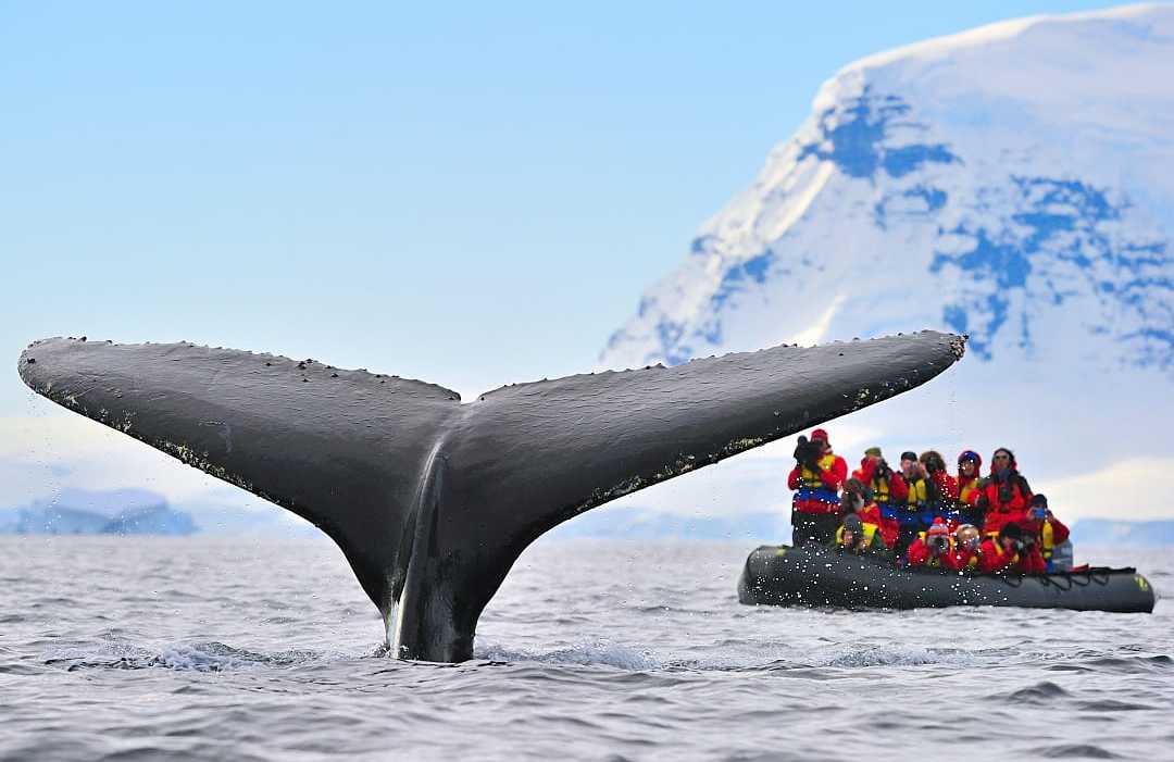 Whale watching in Antarctica Tourist photographing a whale tale breaching the surface in Antarctica