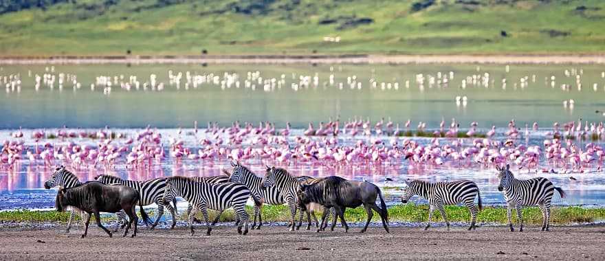 Zebras, wildebeests, and flamingos in the Ngorongoro Crater, Tanzania