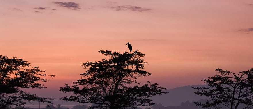Gorilla Trekking Uganda Tour For Solo Travelers