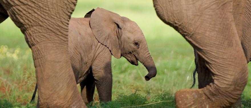 Elephant calf walking with its mother in the savanna