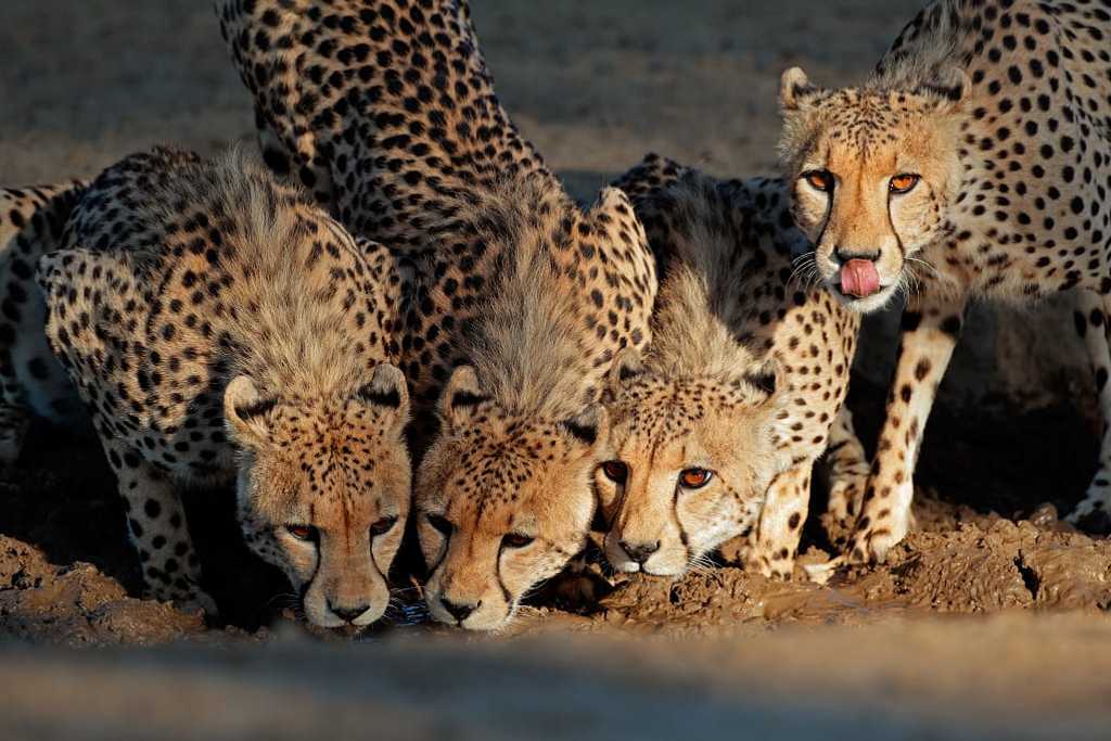 Cheetahs drinking at a watering hole in the Kalahri Desert, South Africa