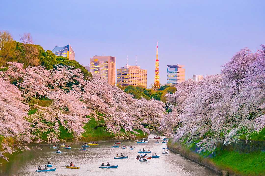 People boating on moat at Chidorigafuchi park during cherry blossom season in Tokyo, Japan