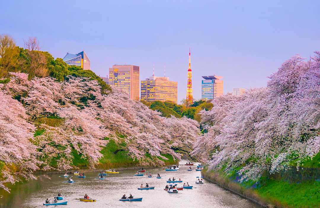 Chidorigafuchi Park in Tokyo, Japan People boating on moat at Chidorigafuchi park during cherry blossom season in Tokyo, Japan