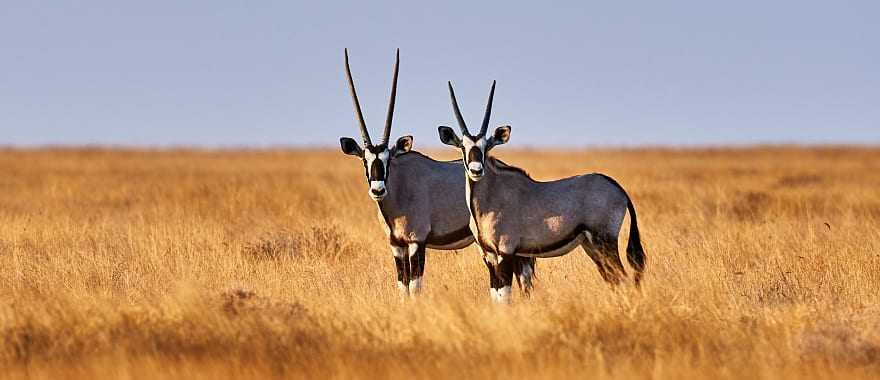 Two oryx in Estosha National Park, Botswana