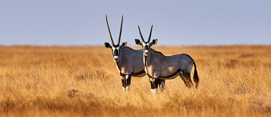 Two oryx in Estosha National Park, Botswana Two oryx in Estosha National Park, Botswana
