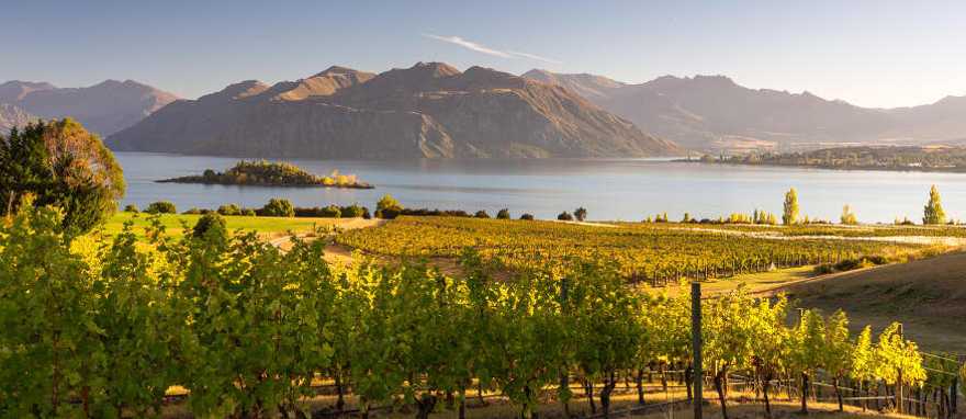 Savor great taste while wine tasting in Otago, Wanaka region.