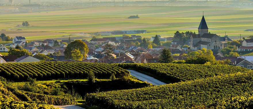 The prestigious vineyards of the Marne, nestled in the heart of the renowned Champagne region