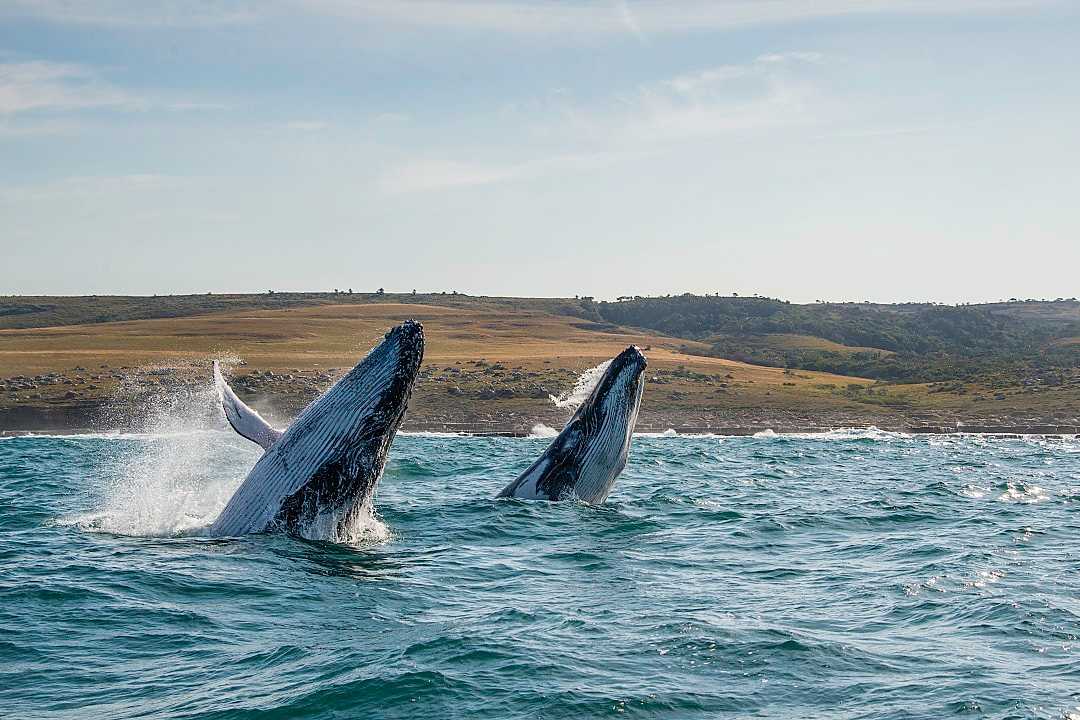 Two humback whales breaching off the Wild Coast in the Eastern Cape of South Africa