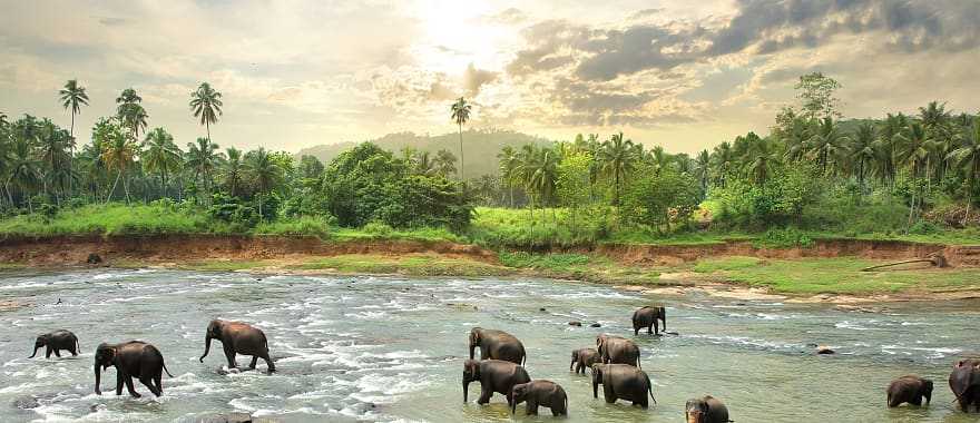 Elephant family in Sri Lanka