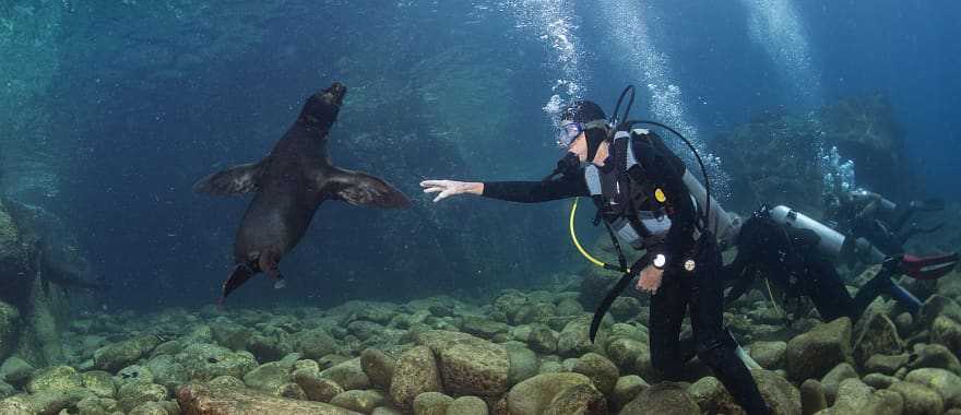 Galapagos Liveaboard Cruise: Diving & Land Excursions