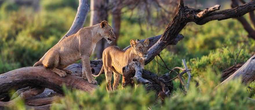 Lions watching from the trees in Samburu National Reserve, Kenya