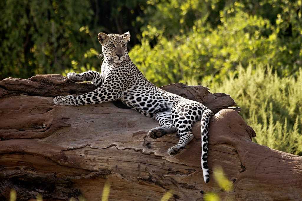 Leopard in Samburu National Park, Kenya