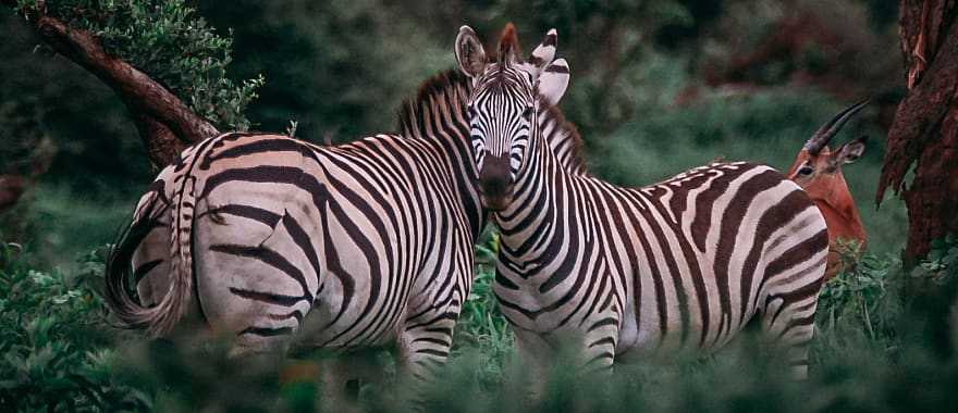 Chobe National Park, Botswana