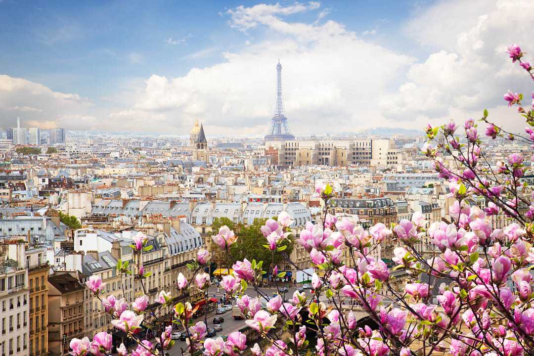 Paris skyline with blooming magnolias and Eiffel Tower in the background