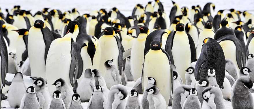 Emperor penguin colony on Snow Hill, Antarctica