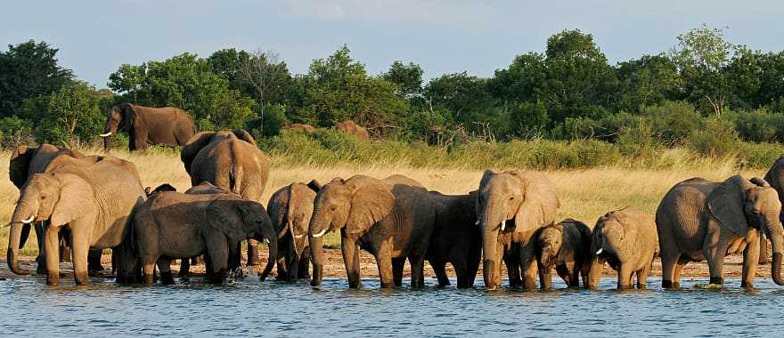Elephants wading in water in Hwange National Park, Zimbabwe