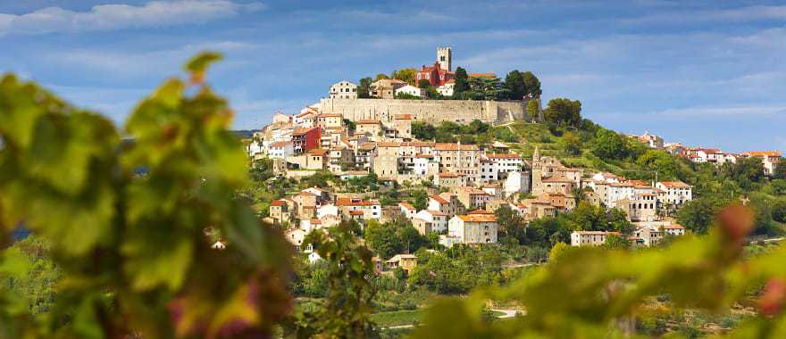 Vineyards surrounding hilltop village of Motovun, Croatia